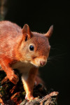 Rode eekhoorn (Sciurus vulgaris), Ermelo